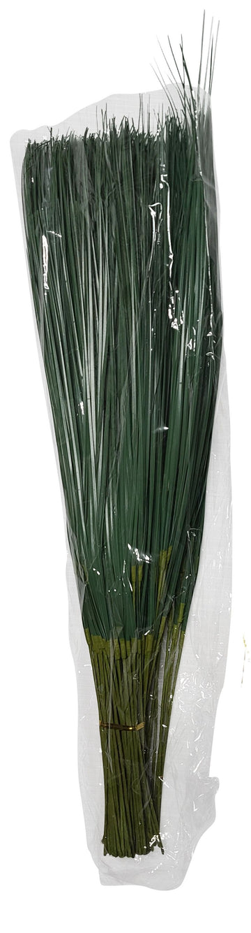 Onion Grass Bundle of 100 For Fundraising